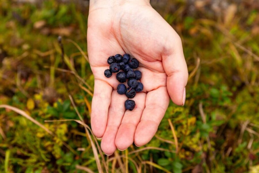 Support for wild blueberry and apple farmers in N.S.