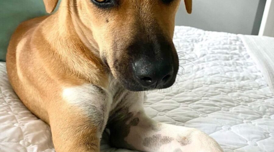 Can I pet that dog??