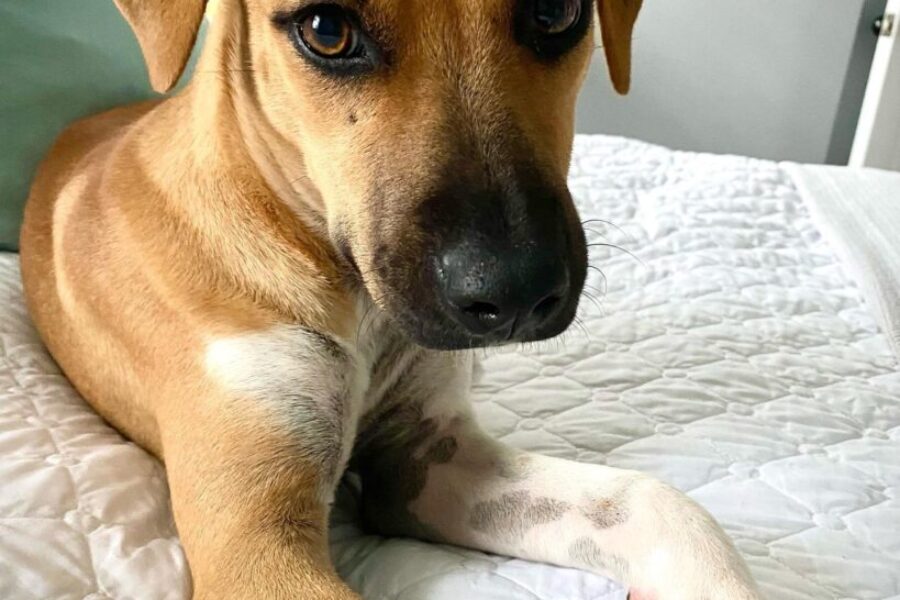 Can I pet that dog??