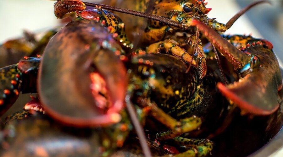 ‘Tariffs would hurt us all’ says head of Coldwater Lobster Association
