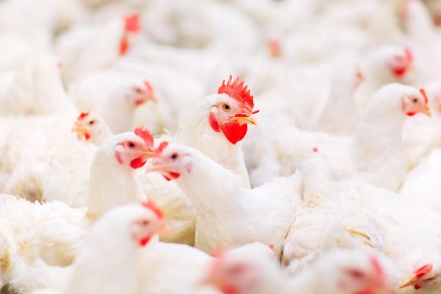 Canada purchases 500K doses of bird flu vaccine