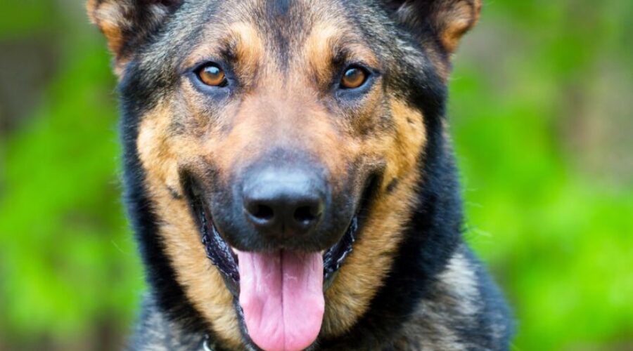 Name the RCMP puppy contest