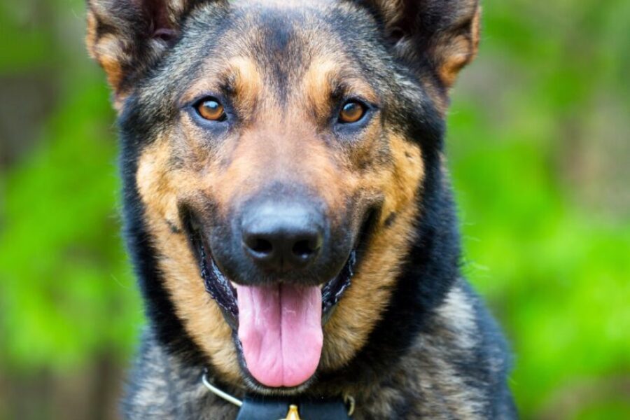 Name the RCMP puppy contest