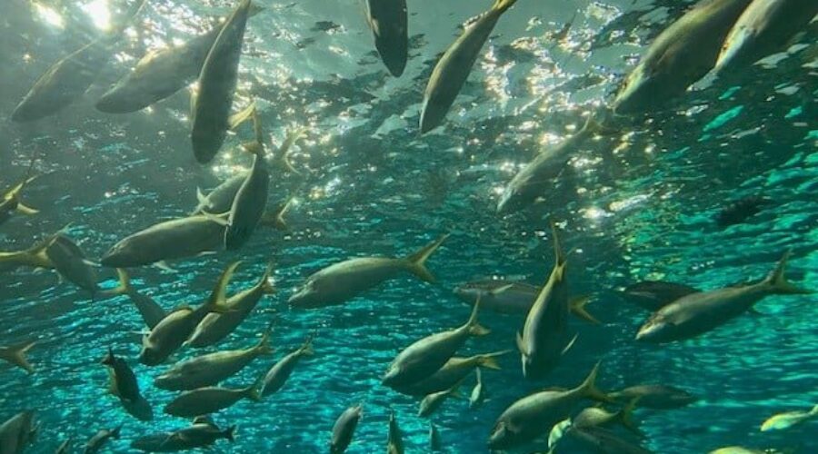 Halifax aquarium on track to open this fall