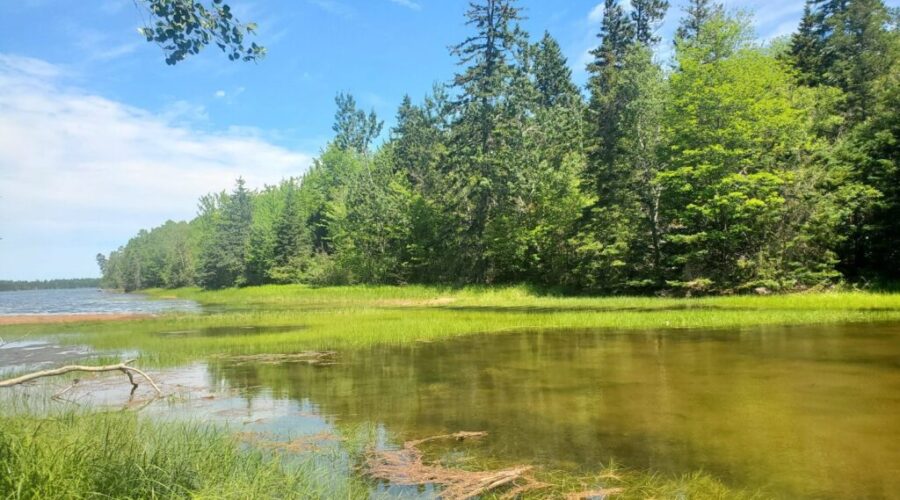 ‘Unsung heroes’: nature conservancy brings awareness on World Wetlands Day