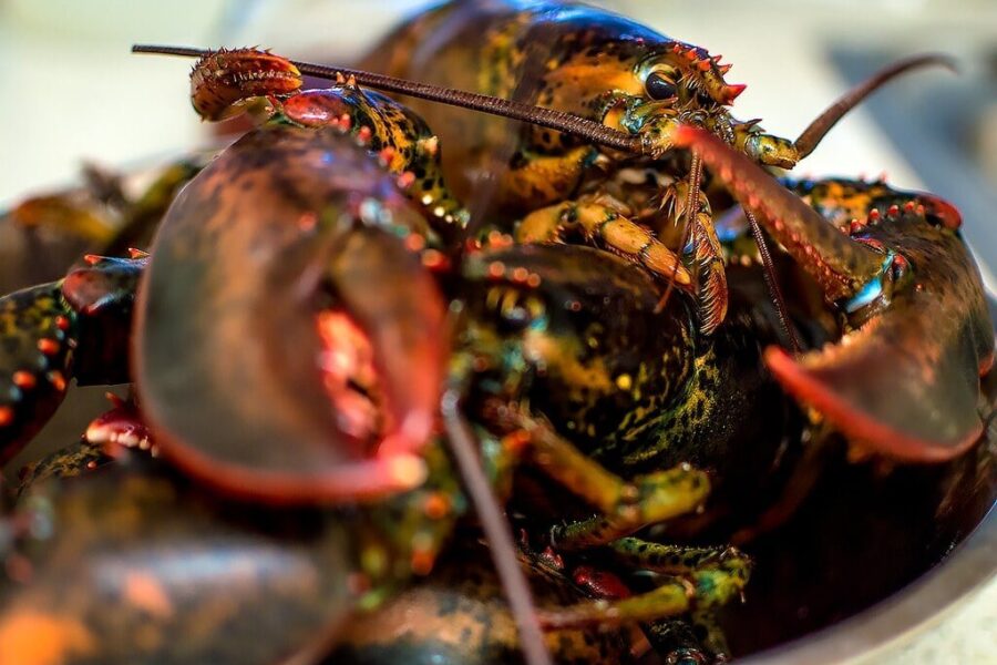 Canada’s lobster industry says China tariffs causing chaos