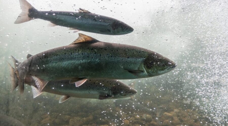 Inverness County salmon conservation group gets $100,000 from province