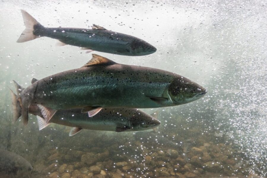 Inverness County salmon conservation group gets $100,000 from province