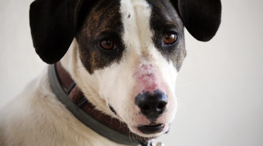 Dogs across N.S. will get nap time at SPCA’s