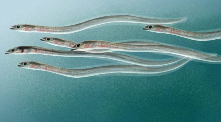 Challenges facing elver fishers as season opens