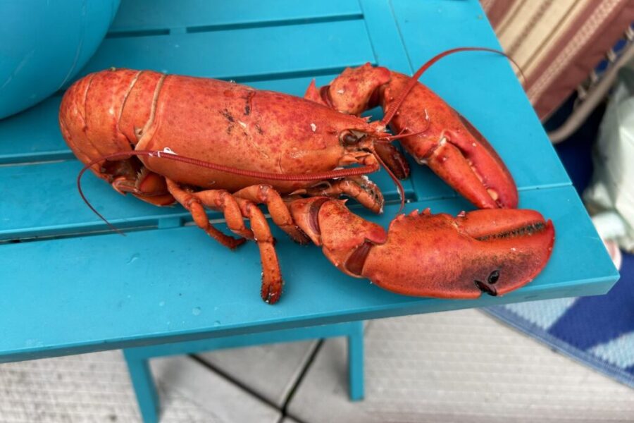 China announces tariffs against Canadian canola, seafood, pork