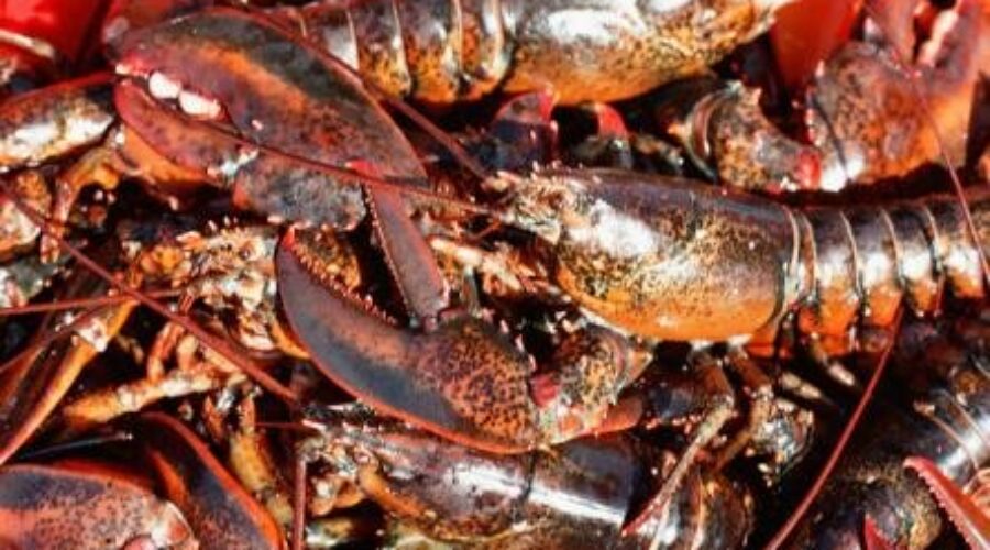 Tariffs ‘causing concern’ in fishing industry; Conservative MP