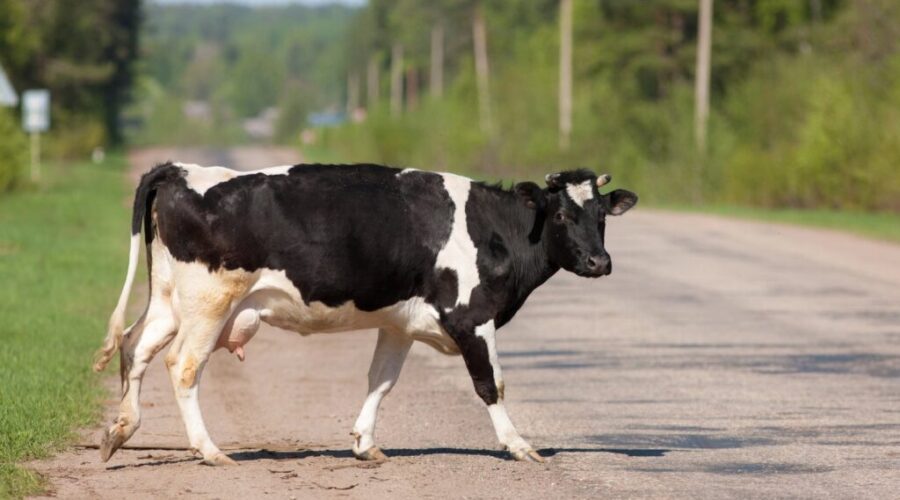 Animal road related incidents rise in PEI