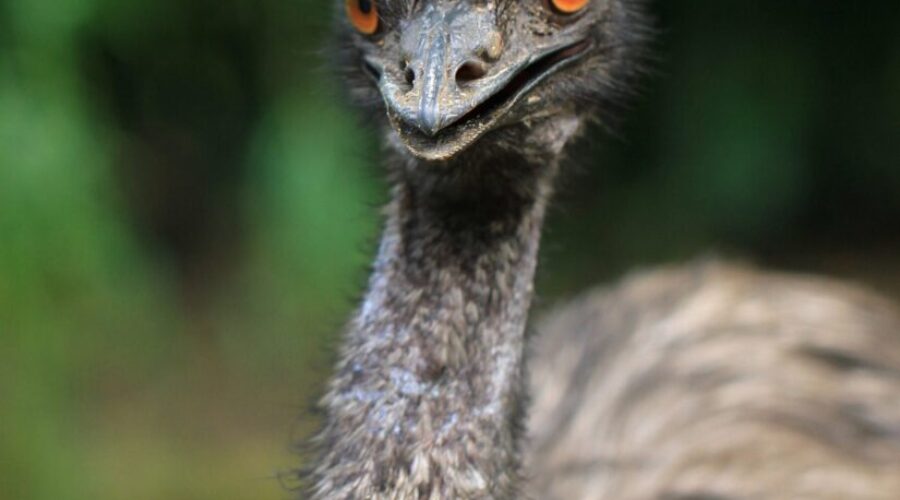 Roaming Emu in East Hants