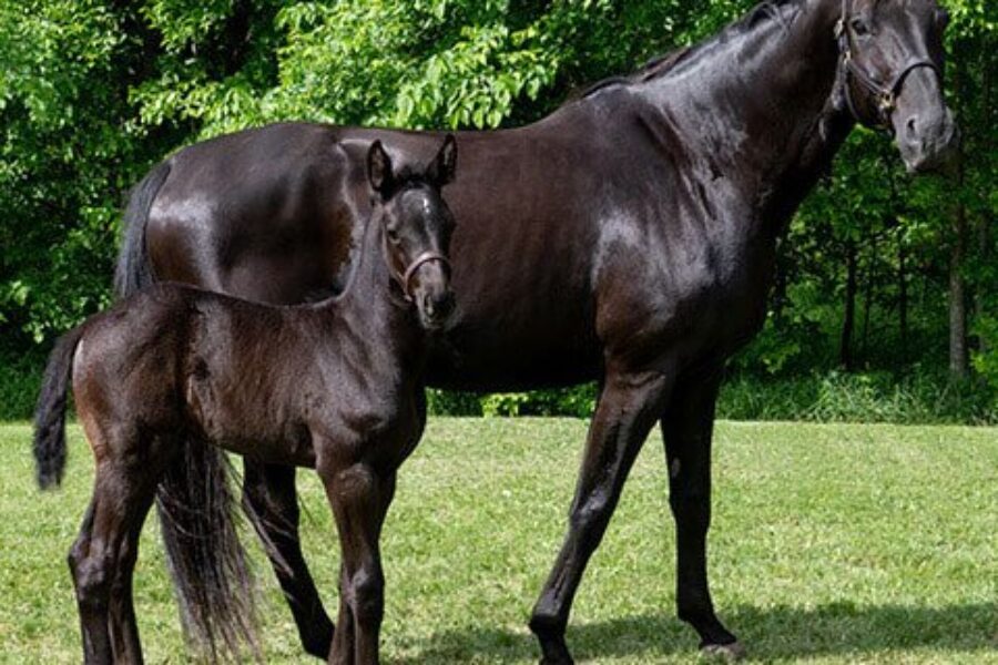 RCMP ‘Name the Foal’ contest