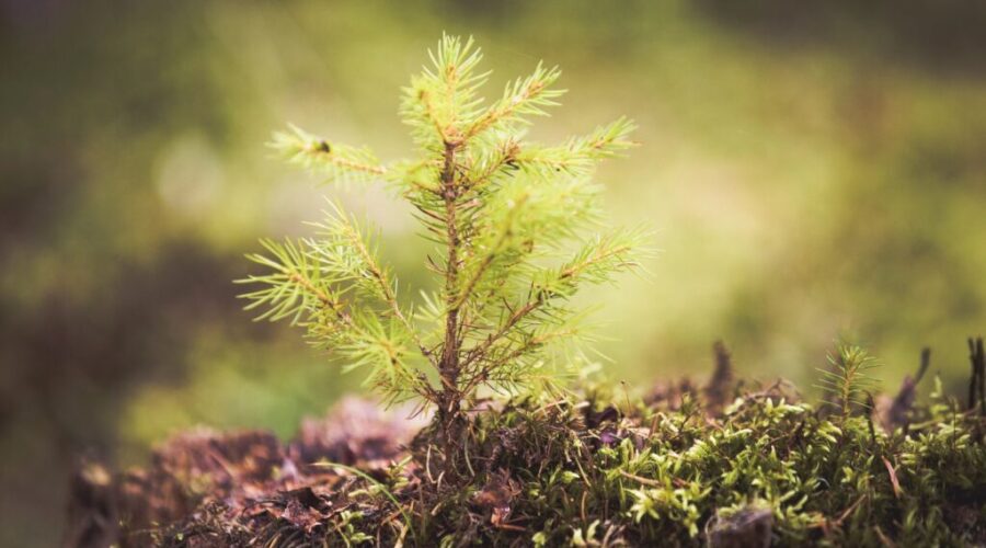3500 seedlings planted in the Port Hawkesbury Community Trails