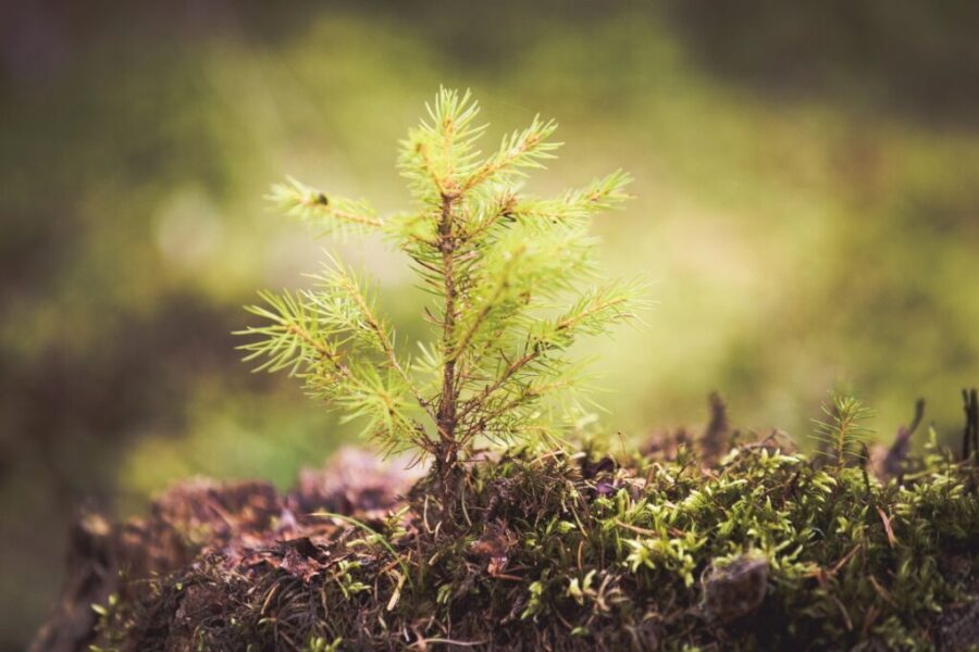 3500 seedlings planted in the Port Hawkesbury Community Trails