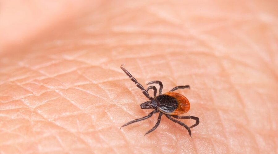 Lyme Awareness Month highlights rising tick risks and how to protect yourself