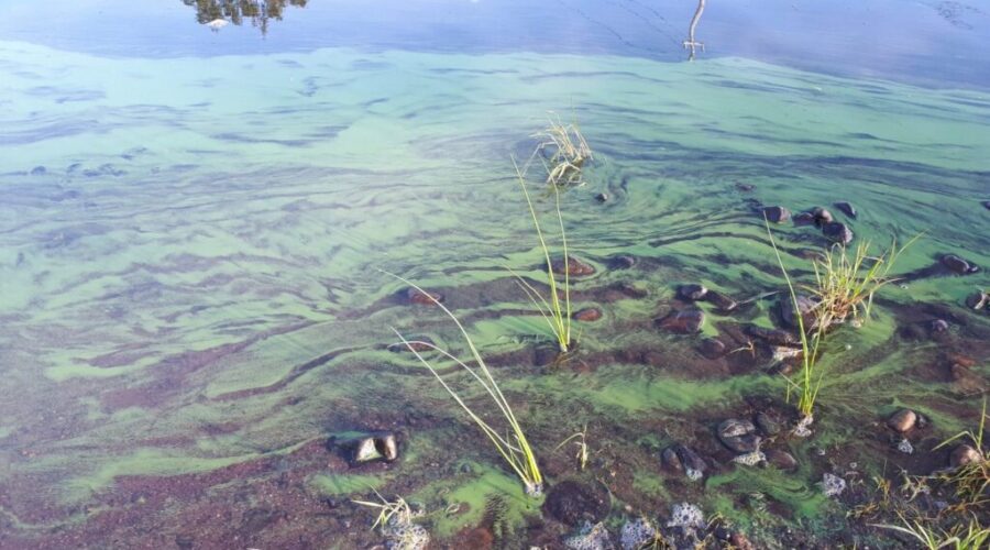 Blue-green algae season is just about here