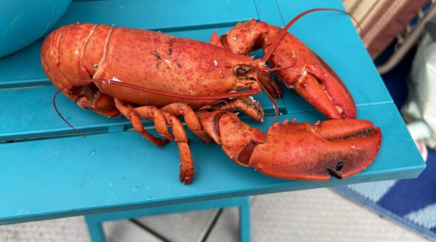 N.S. lifts moratorium on fish buying, processing licenses