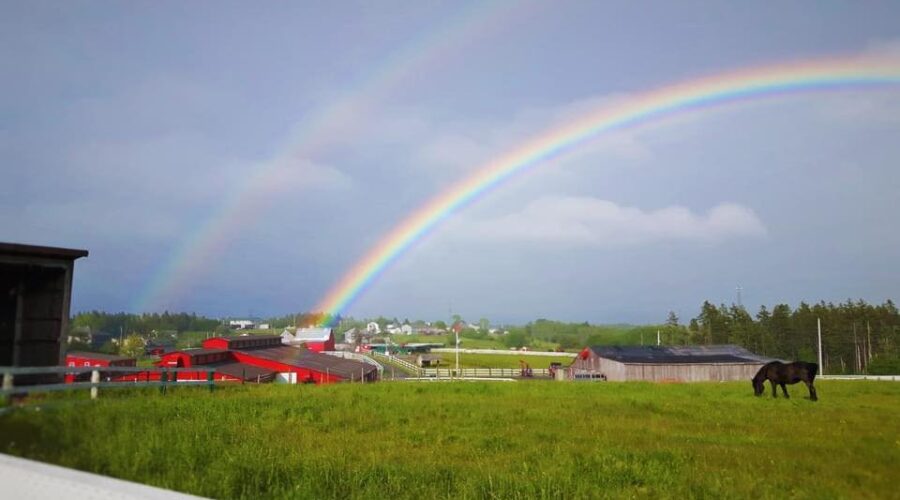 N.S. farm asks for no fireworks from neighbours to avoid spooking horses