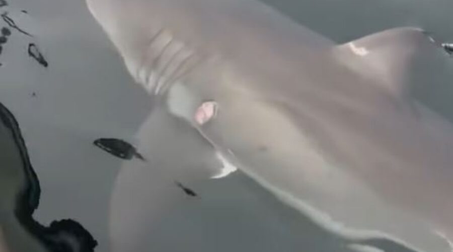 Shark sighting near Inverness (video)