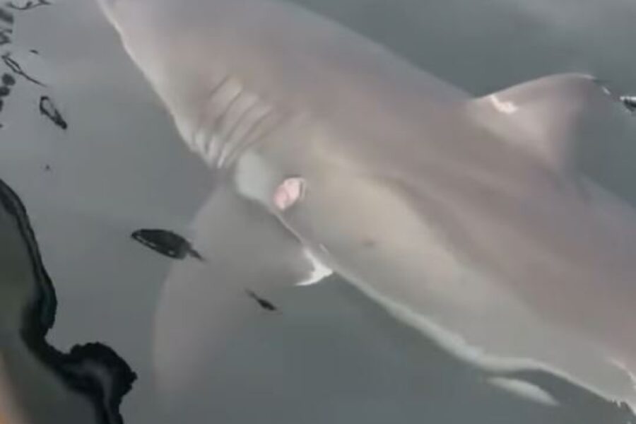 Shark sighting near Inverness (video)