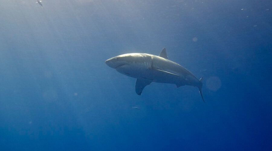 Great white shark detected off Richmond County, Cape Breton