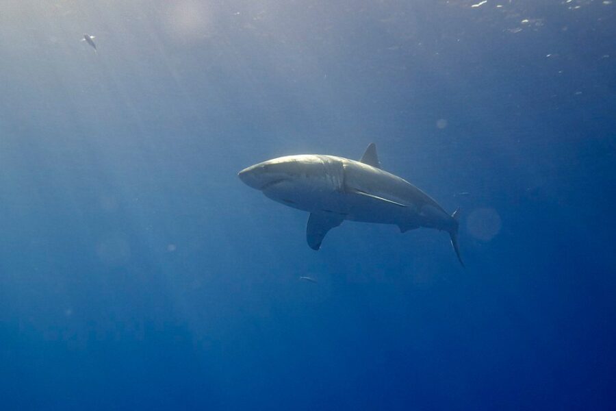 Great white shark detected off Richmond County, Cape Breton