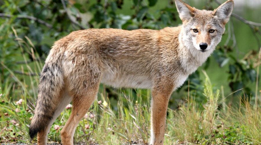 DNR looking for coyotes near Canso waterfront and areas