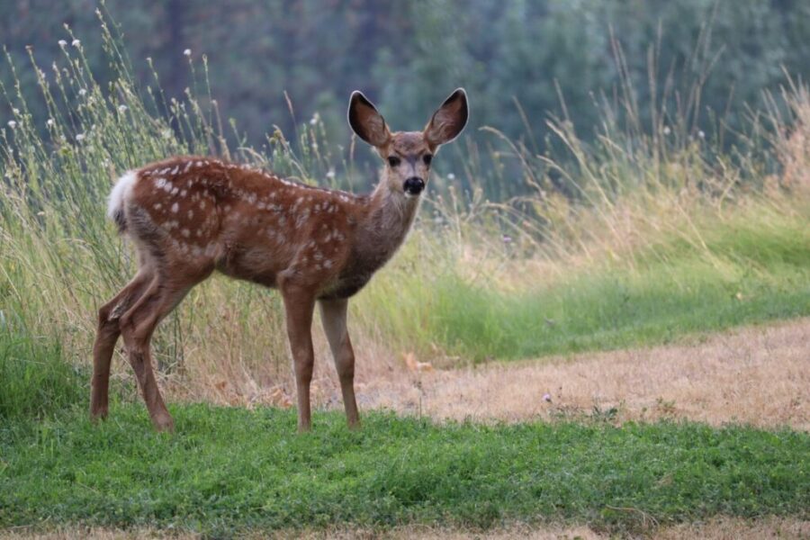 Applications open for N.S. antlerless deer draw