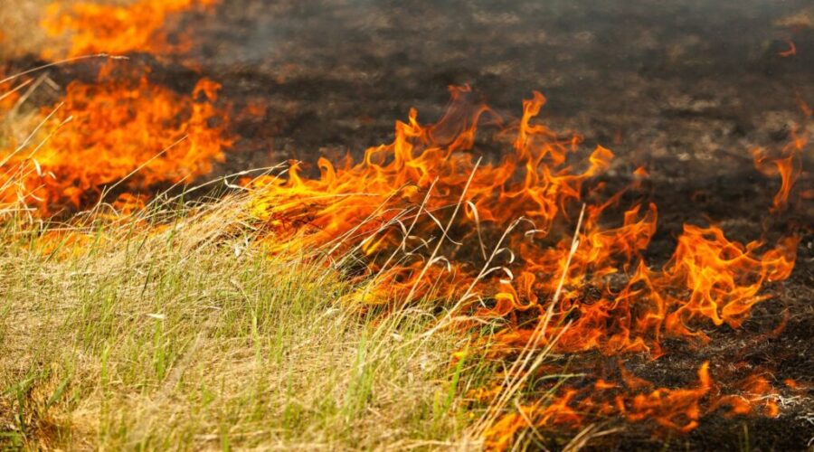 RCMP, DNR investigating ‘intentional’ grass fires near Oxford