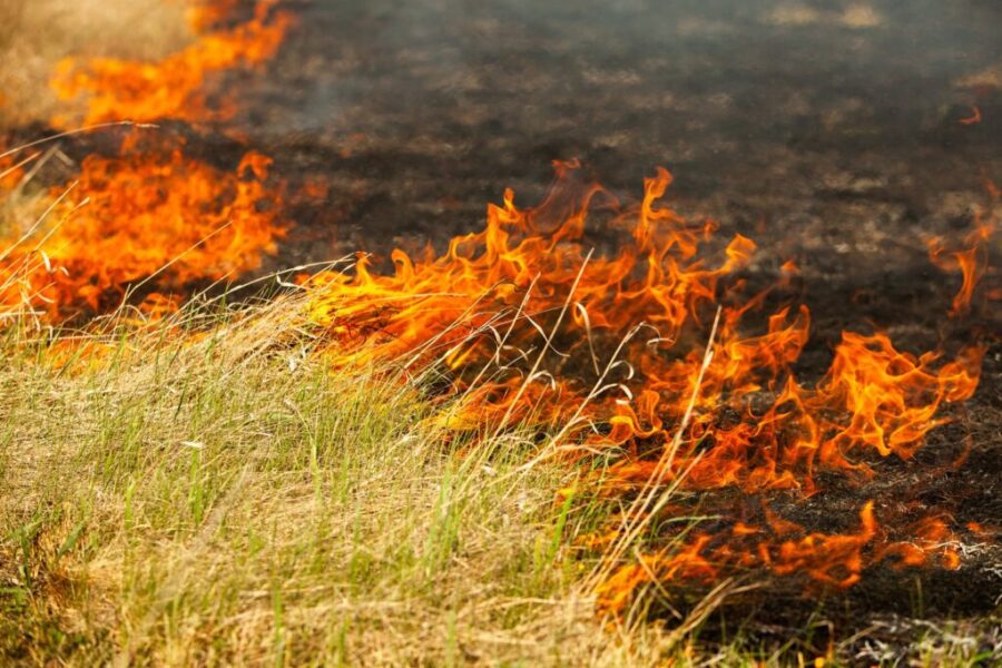 RCMP, DNR investigating ‘intentional’ grass fires near Oxford