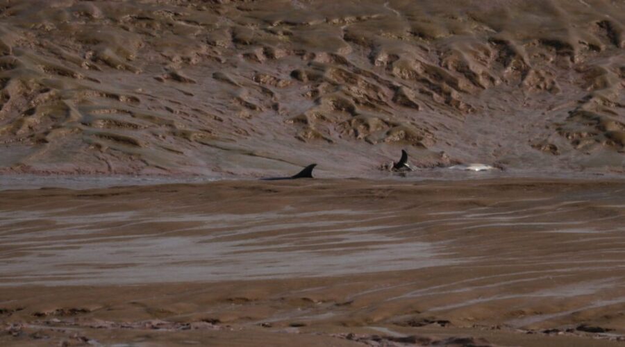 Over a dozen dolphins rescued from stranding near Canning