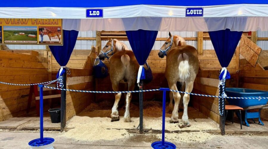 Eastern Nova Scotia Exhibition back for 159th year