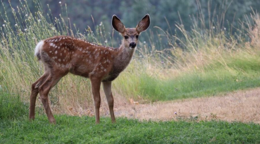 Changes to N.S. hunting regulations will lengthen deer season, lower age limit