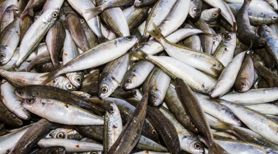 Fishing for new opportunities overseas