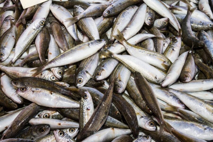 Fishing for new opportunities overseas