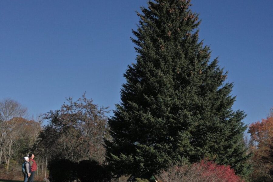 N.S.’s 2025 Tree for Boston is from Lunenburg County