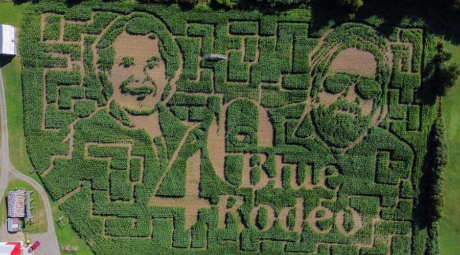 NB Corn Maze pays tribute to Blue Rodeo