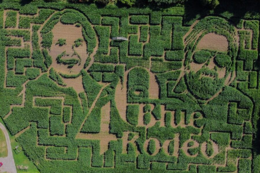 NB Corn Maze pays tribute to Blue Rodeo