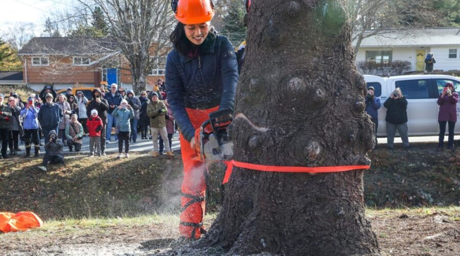 Boston Mayor helps send off annual Christmas tree present from Nova Scotia
