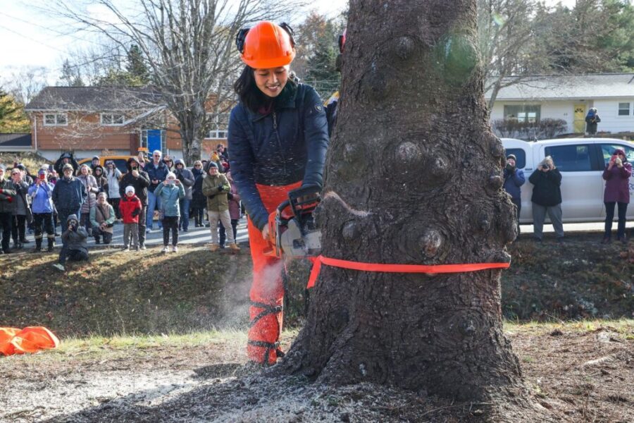Boston Mayor helps send off annual Christmas tree present from Nova Scotia