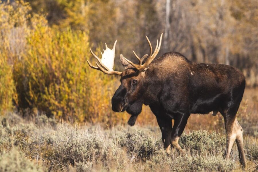 Group says wind turbine development putting moose at risk in NS