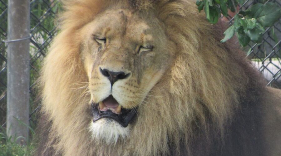 Beloved big cat at Magnetic Hill Zoo passes away