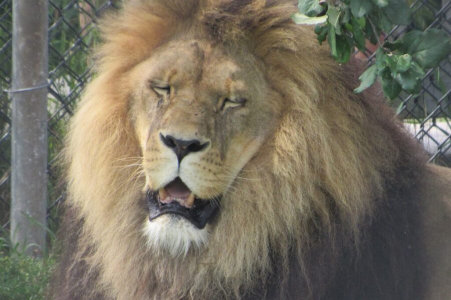 Beloved big cat at Magnetic Hill Zoo passes away