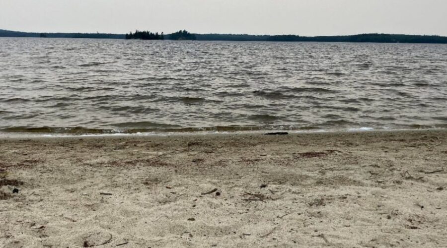 Young pilot whale saved in Cow Bay