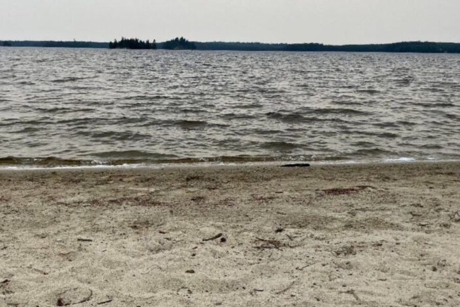 Young pilot whale saved in Cow Bay