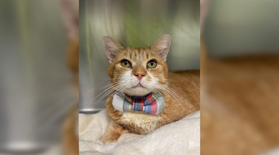 Local business helps SPCA launch new Tartan