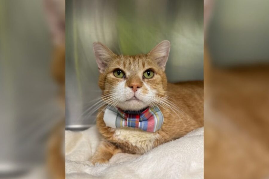 Local business helps SPCA launch new Tartan